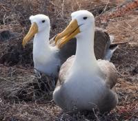 Waved Albatross